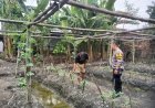 Bhabinkamtibmas Desa Kedungrejo Aktif Sambangi Lahan Warga Dukung Program Ketahanan Pangan Nasional