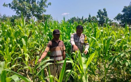 Kunjungi Petani Jagung, Upaya Bhabinkamtibmas Tulung Sukseskan Ketahanan Pangan