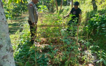 Tanaman Tomat Mulai Berkembang, Bhabinkamtibmas Desa Durenan Berikan Pendampingan kepada Warga