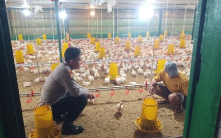 Dukung Ketahanan Pangan, Bhabinkamtibmas Polsek Balerejo Sambangi Peternak Ayam di Desa Kedungjati