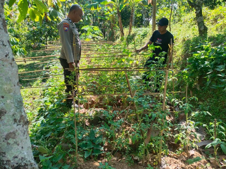 Tanaman Tomat Mulai Berkembang, Bhabinkamtibmas Desa Durenan Berikan Pendampingan kepada Warga